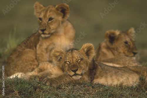 Fototapeta Naklejka Na Ścianę i Meble -  Panthera leo / Lion