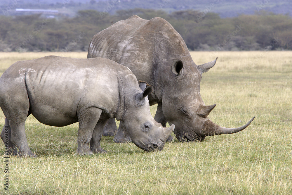 Ceratotherium simum / Rhinocéros blanc Ceratotherium simum / Rhinocéros blanc