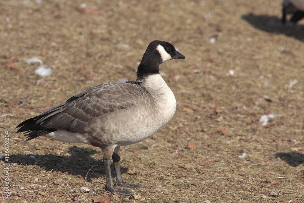 Branta hutchinsii / Bernache de Hutchins Branta hutchinsii / Bernache de Hutchins