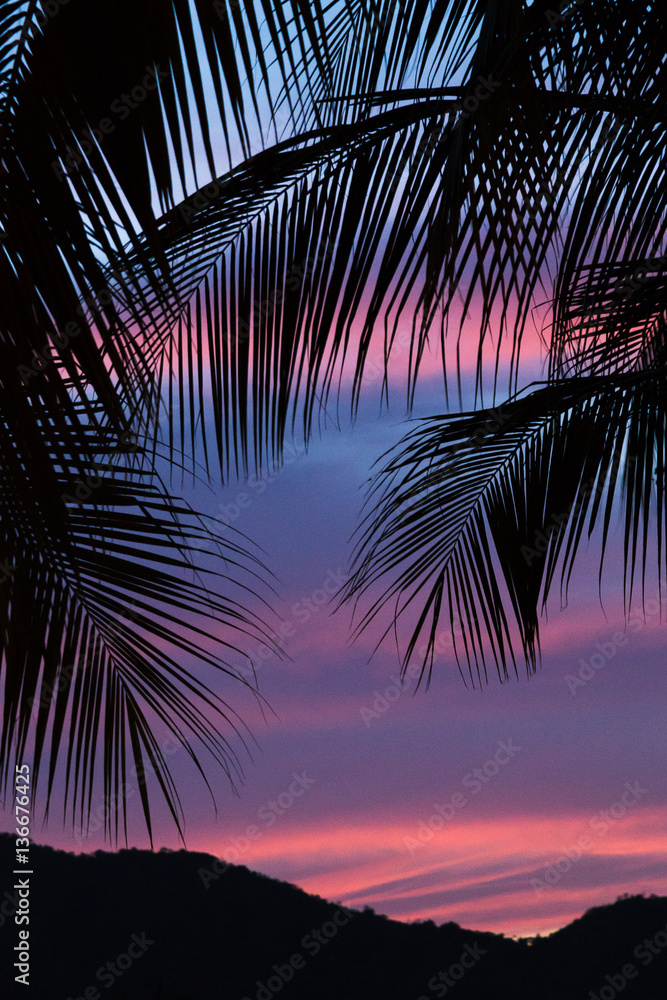 Silhouette of palm leaves