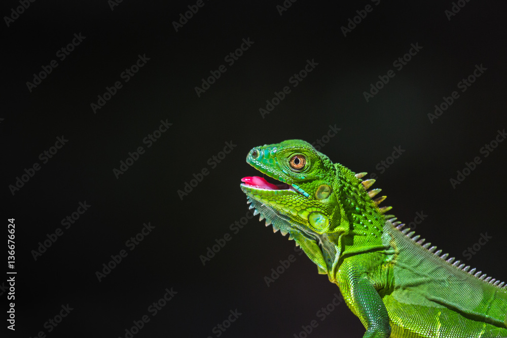 Naklejka premium Juvenile Green Iguana basking