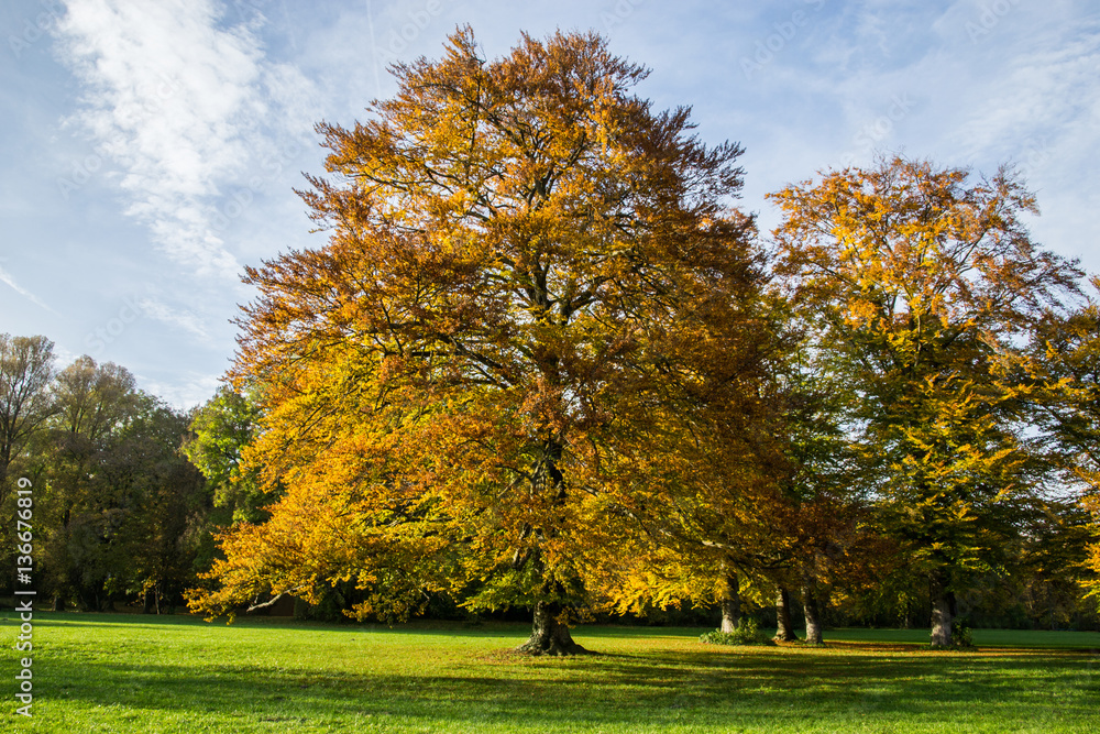 Alberi di quercia in autunno all'Englischer Garten di Monaco di Baviera