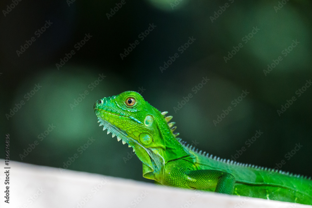 Fototapeta premium Baby Green Iguana