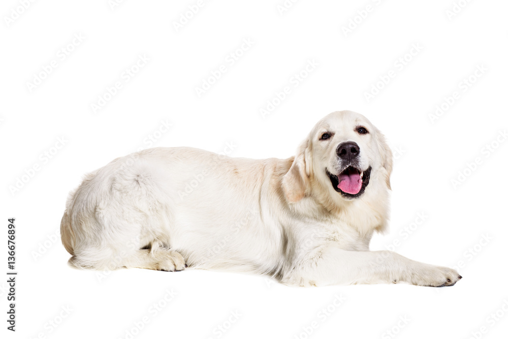 Labrador Retriever on a white background