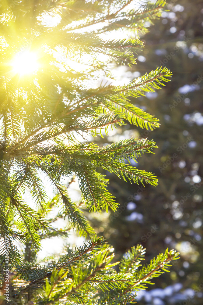 Obraz premium Pine or spruce Branch on the frost - Natural winter or spring background