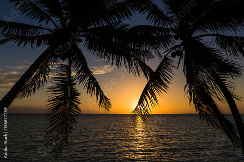 Palm trees at dawn © Jason Wells