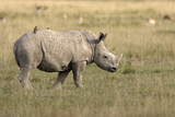 Ceratotherium simum / Rhinocéros blanc