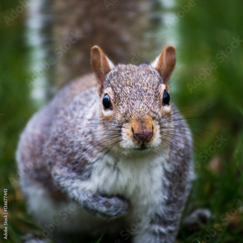 Grey squirrel © Jason Wells