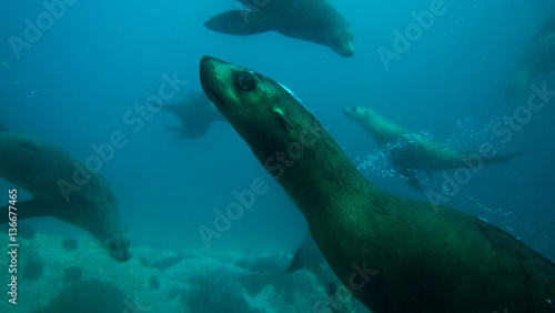 Multiple seals swimming and playing underwater
