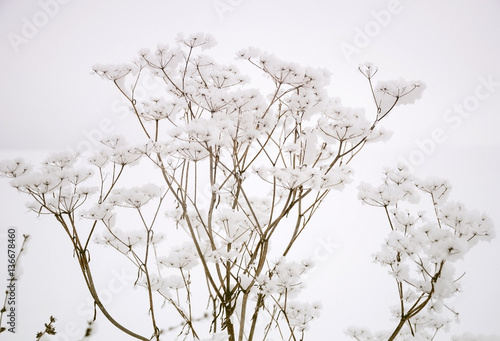 Plant in the snow