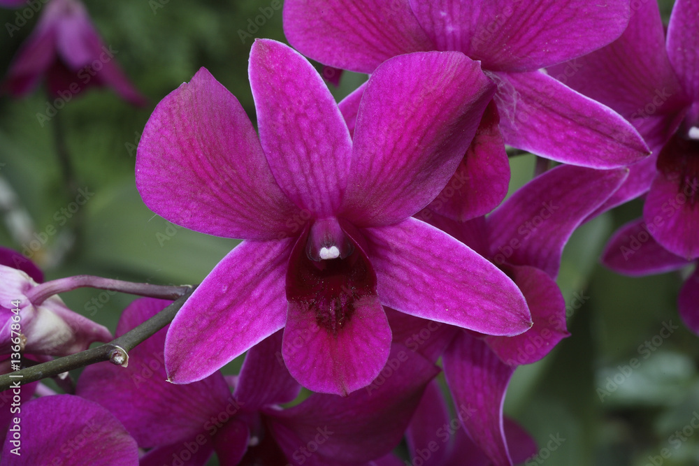 Dendrobium x Dendrobium x