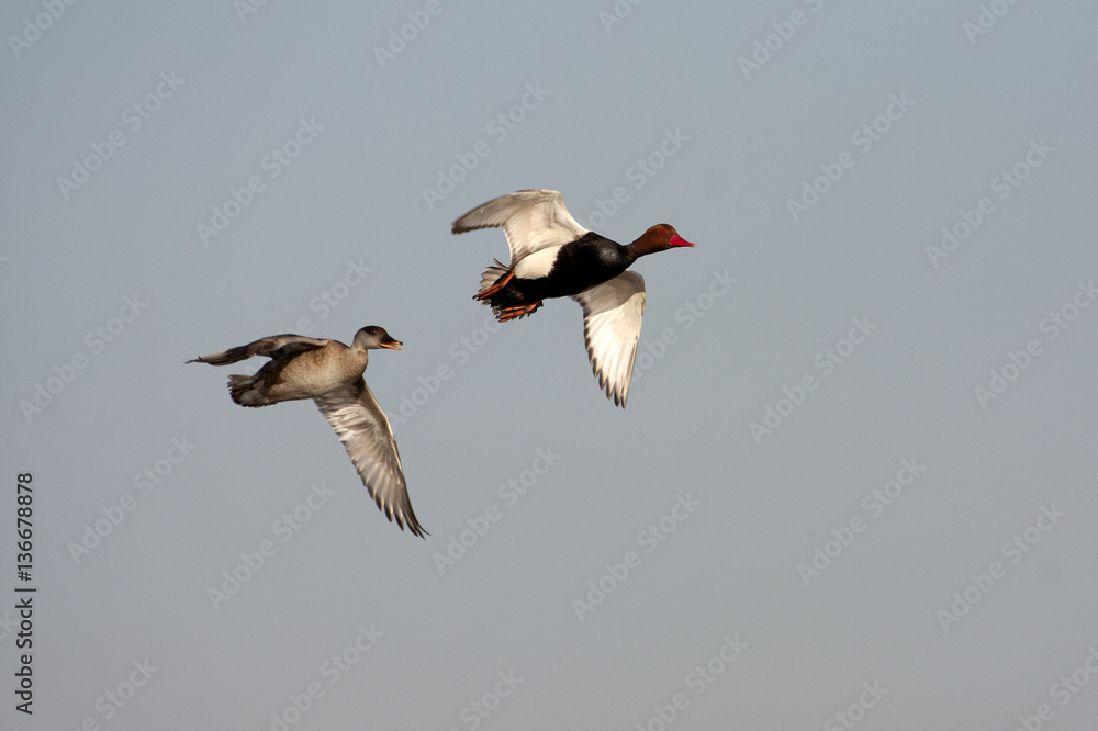 Male and female Red-crested pochard flying. Netta rufina Male and female Red-crested pochard flying. Netta rufina
