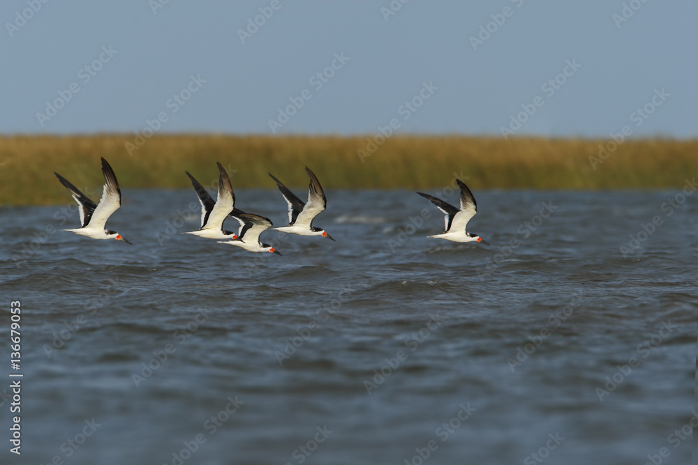 Black skimmer (Rynchops niger) small flock above water, Bolivar Peninsula, Texas, USA