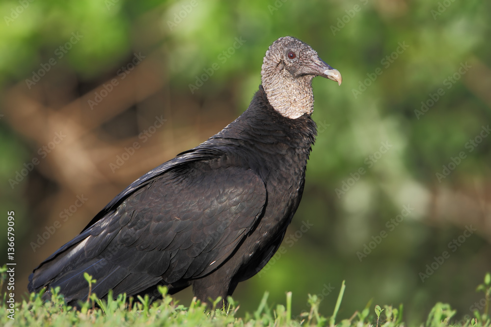 Naklejka premium Black vulture (Coragyps atratus) standing, Lake Marian, Florida, USA