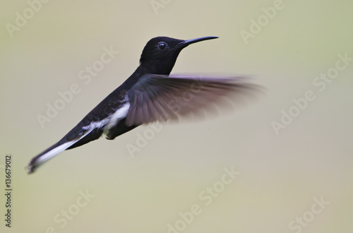 Black jacobin (Florisuga fusca) flying against clean background, Itanhaem, Brazil