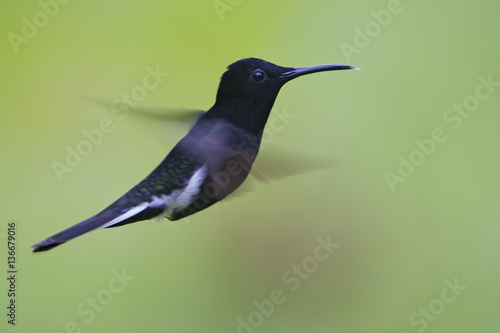 Black jacobin (Florisuga fusca) flying against clean background, Itanhaem, Brazil