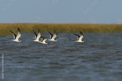 Black skimmer (Rynchops niger) small flock above water, Bolivar Peninsula, Texas, USA