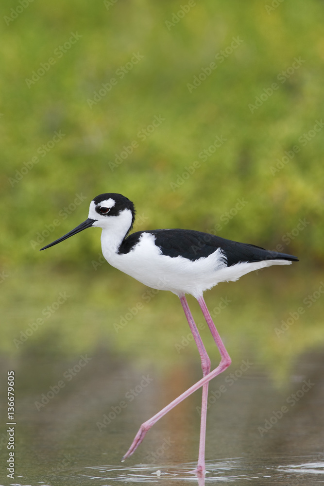 Black-necked stilt (Himantopus mexicanus) foraging in water, Cabo Rojo Salt Flats, Puerto Rico