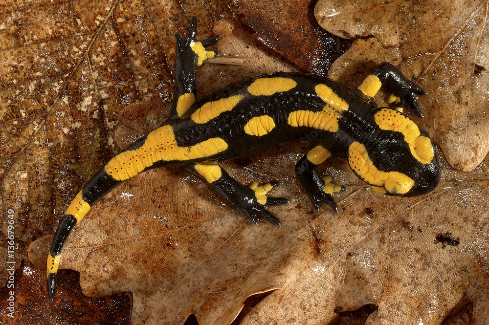 Salamandre tachetée - Salamandra salamandra 