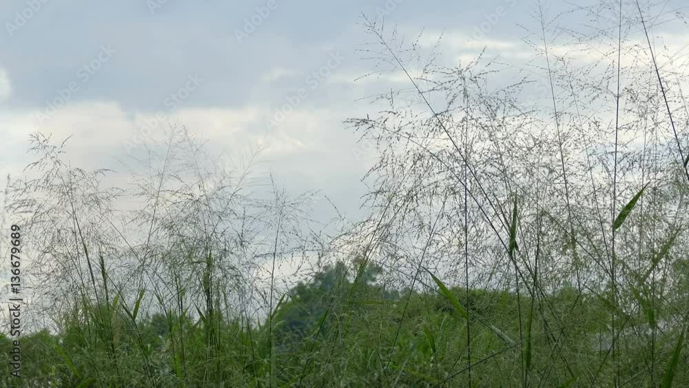 grass in meadow blowing by wind with blue sky background grass in meadow blowing by wind with blue sky background