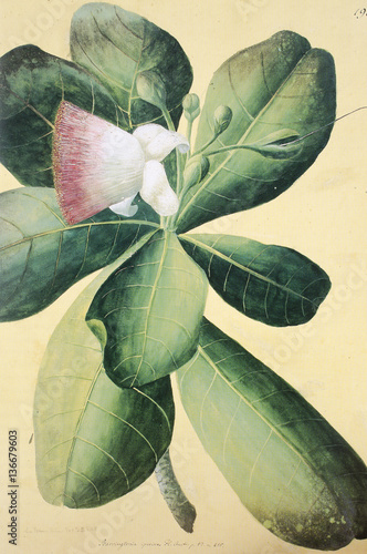 Illustration botanique / Barringtonia speciosa / Barringtonia asiatica photo