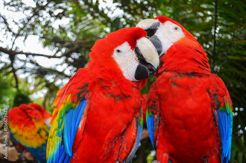 Two bright macaw feathers clean beak © LanaMais