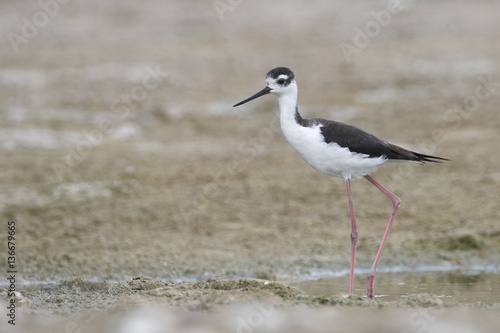 Black-necked Stilt (Himantopus mexicanus) foraging through water, Guanica Dry Forest, Puerto Rico