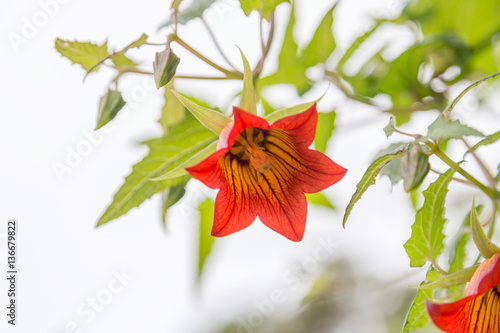 Canarina Canariensis photo