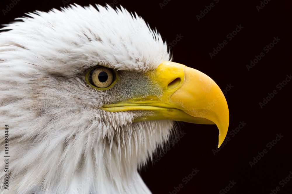 Portrait of a Bald Eagle Portrait of a Bald Eagle