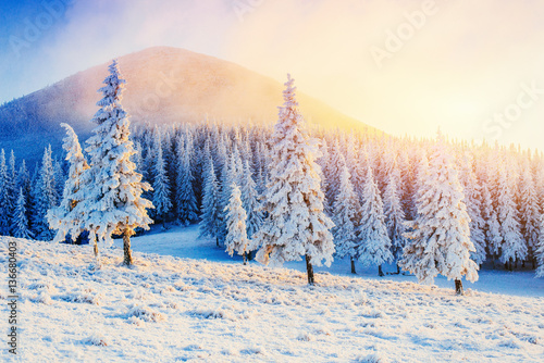 magical winter snow covered tree. Sunset in the Carpathians. Ukr