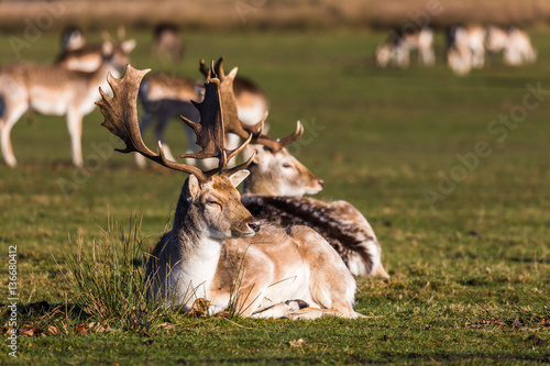 Fallow deer in the sun photo