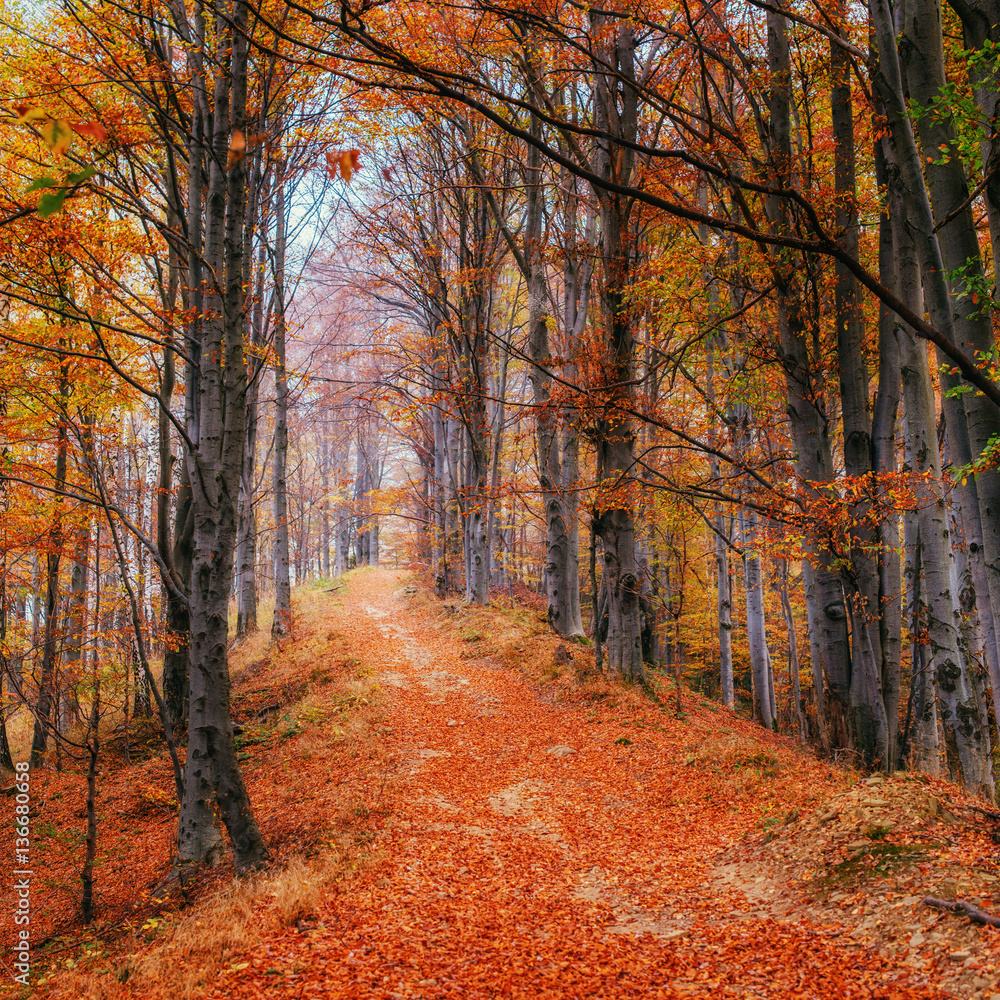 Autumn alley that leads to the mountains Autumn alley that leads to the mountains
