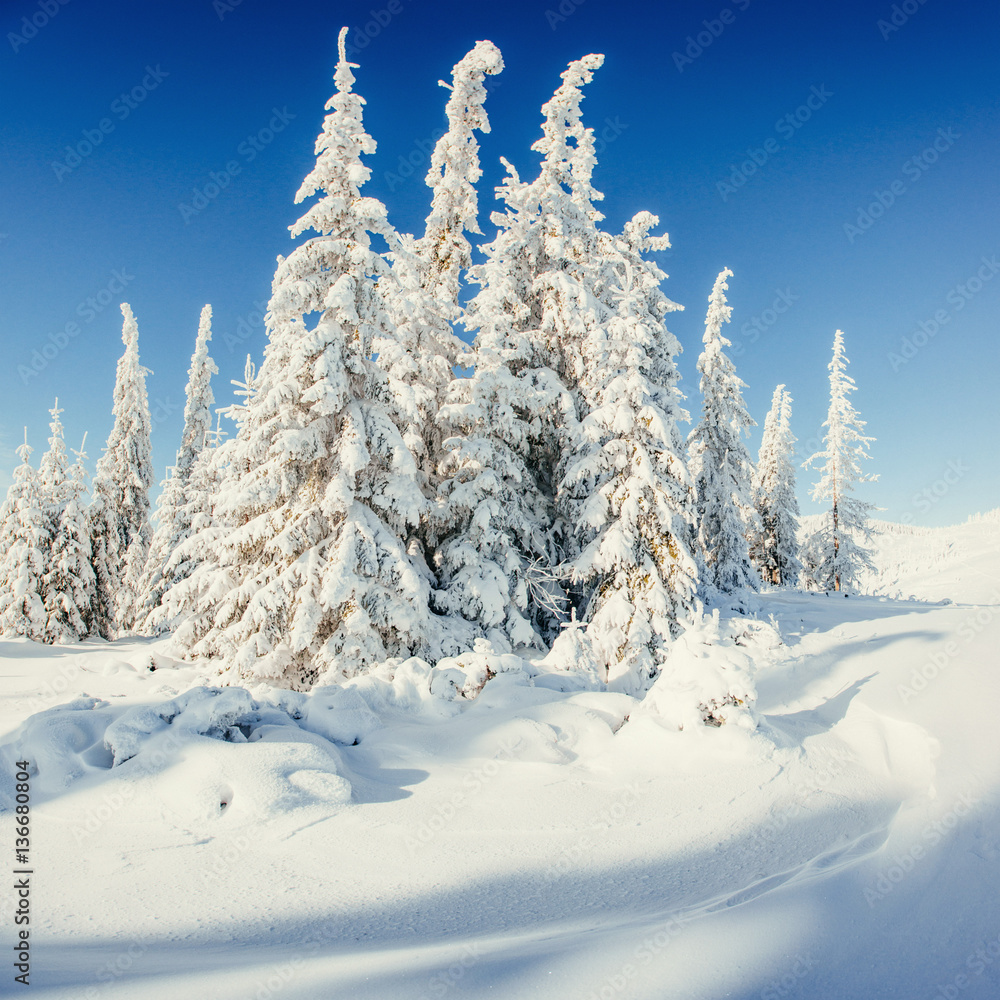 Fantastic winter landscape and tree in hoarfrost. In anticipatio Fantastic winter landscape and tree in hoarfrost. In anticipatio