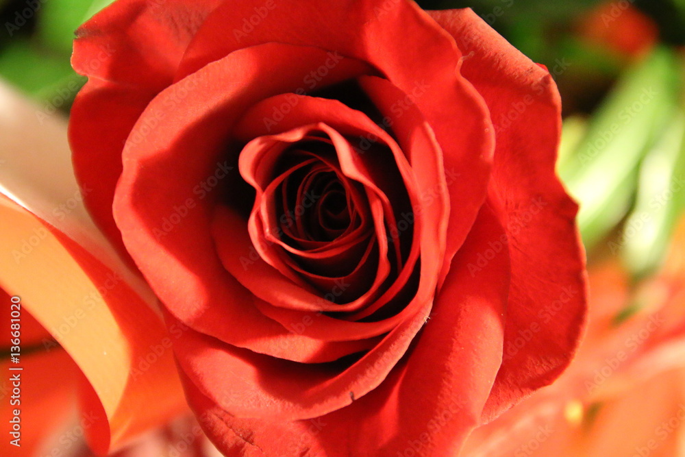 macro di una rosa rossa macro di una rosa rossa