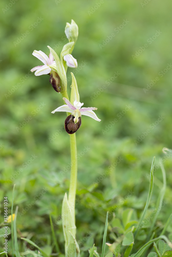 Ophrys arachnitiformis / Ophrys en forme d'araignée Ophrys arachnitiformis / Ophrys en forme d'araignée