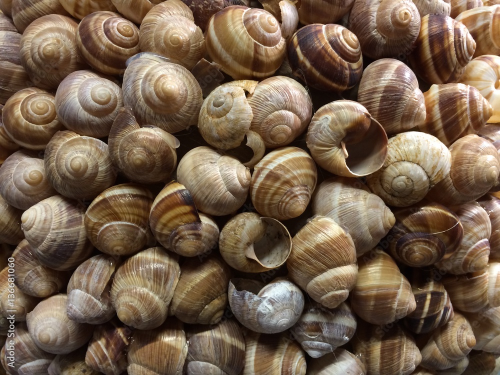 Lots of snail shells