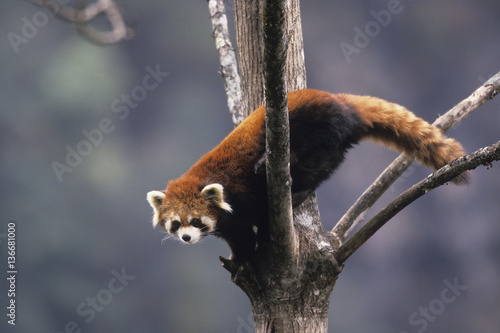 Ailurus fulgens / Petit panda / Panda rouge
