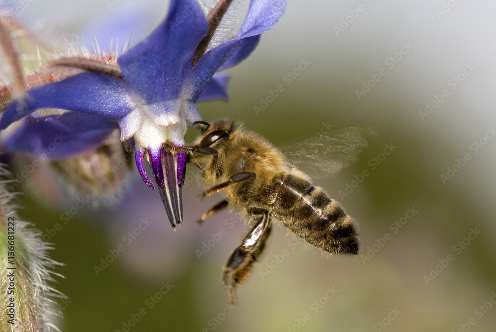Abeille domestique sur Bourrache officinale Abeille domestique sur Bourrache officinale