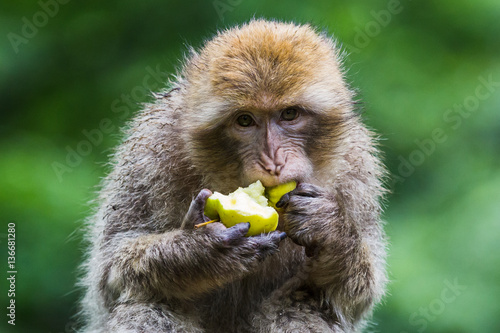 Vászonkép Barbary macaque eating an apple