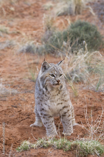 Lynx rufus / Lynx roux © PIXATERRA