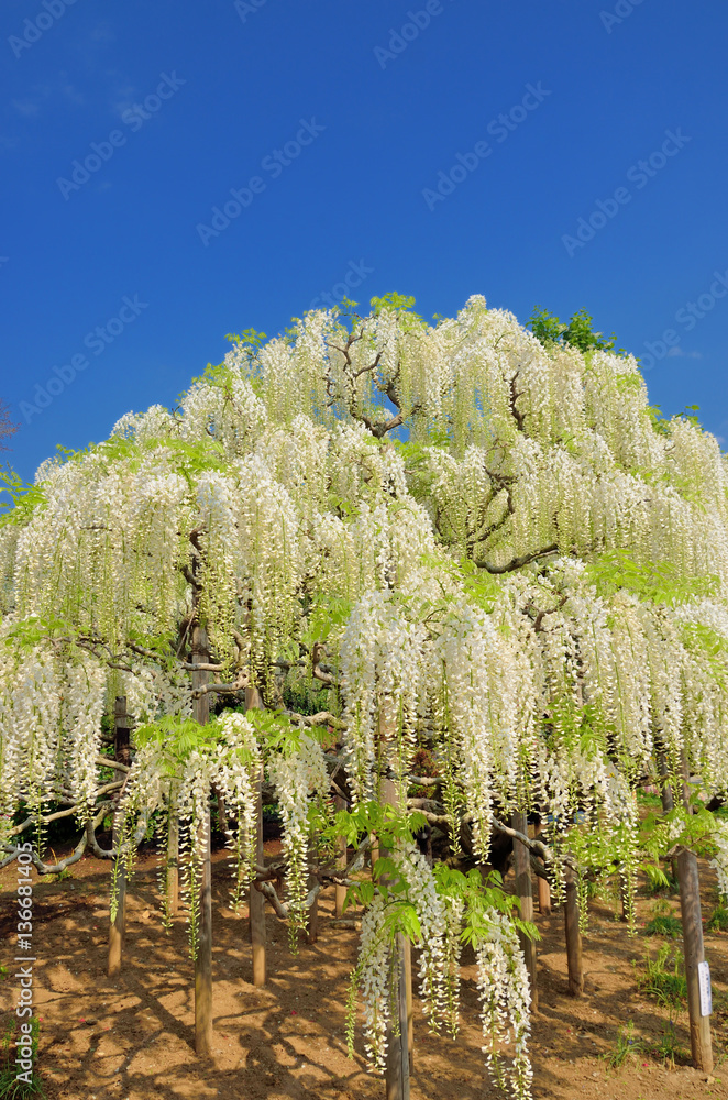 満開の白藤の花 栃木県足利フラワーパーク Foto De Stock Adobe Stock