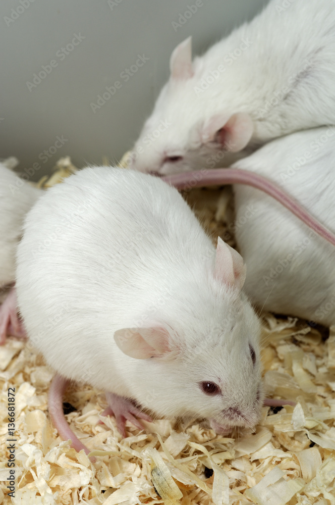 Mus Musculus / Souris blanche Mus Musculus / Souris blanche
