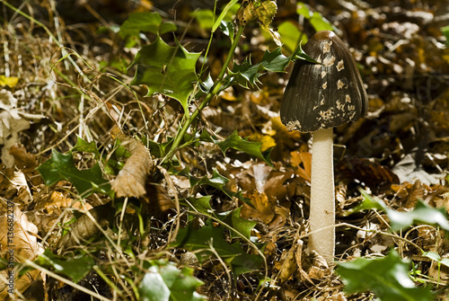 Coprinus picaceus / Coprin pie photo