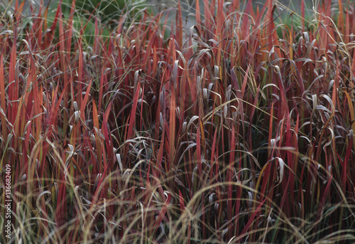 Imperata cylindrica photo