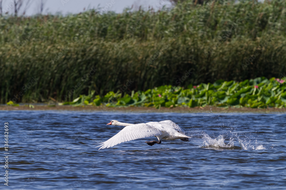 Fototapeta premium The white swan. Bird runs up and flies up into the air. Delta. Russia