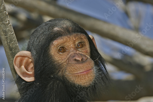 Pan troglodytes / Chimpanzé