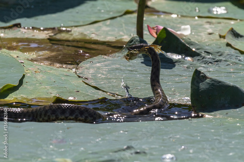 Innocuous snake hunting on the  frog. Volga. Russia.