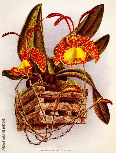 Oncidium kramerianum photo