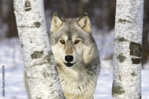 Canis lupus / Loup commun