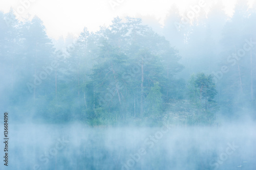 Forest in mist © imagesbystefan